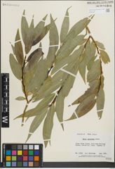 Foto von Salix lasiandra Benth.